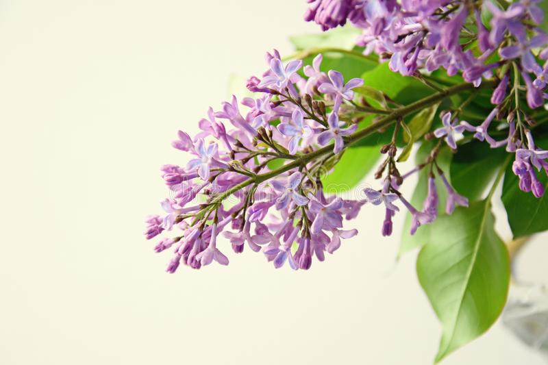9,905 Twig Lilac Photos - Free &amp; Royalty-Free Stock Photos from Dreamstime