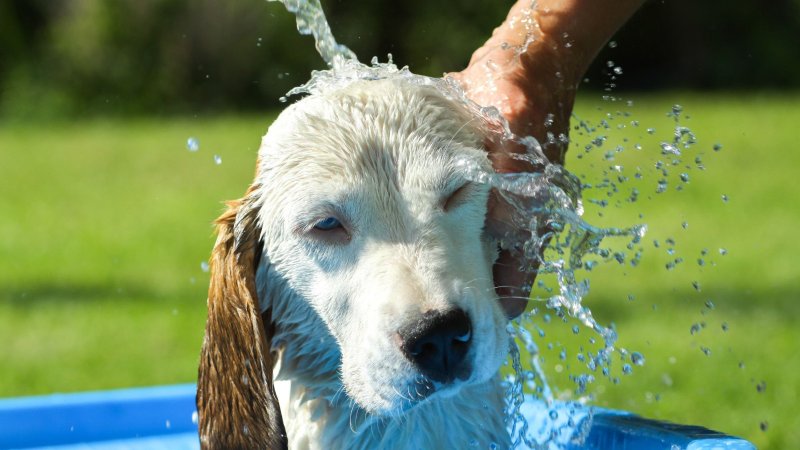 狗狗洗凉水澡降温